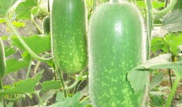 吃瓜--大赛每日芋圆呀呀吃瓜 吃瓜视频在线,趣味视频盛宴，尽享欢乐时光